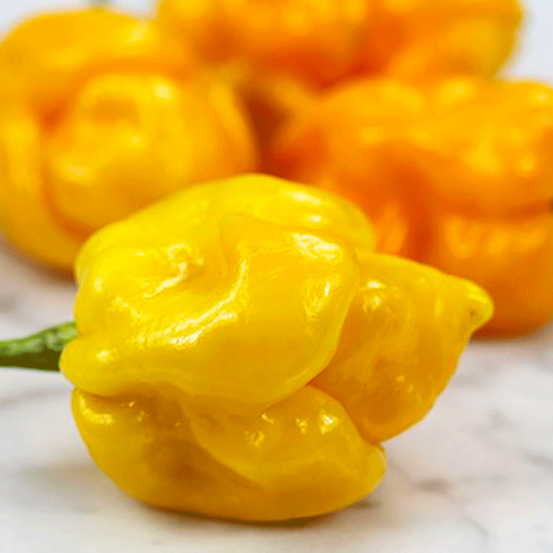 Peperoncino Piccante Skorpion Yellow