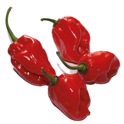 Peperoncino Piccante Habanero Red