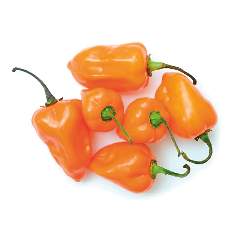 Peperoncino Piccante Habanero Orange