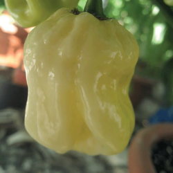 Peperoncino Piccante Habanero White