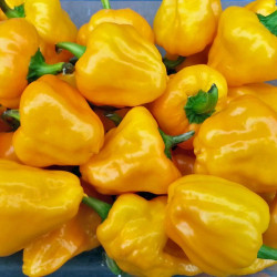 Peperoncino Piccante Scotch Bonnet