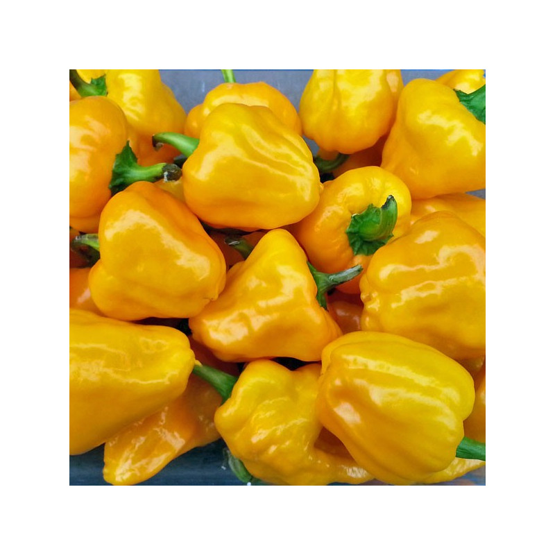 Peperoncino Piccante Scotch Bonnet Yellow