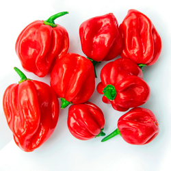 copy of Peperoncino Piccante Scotch Bonnet