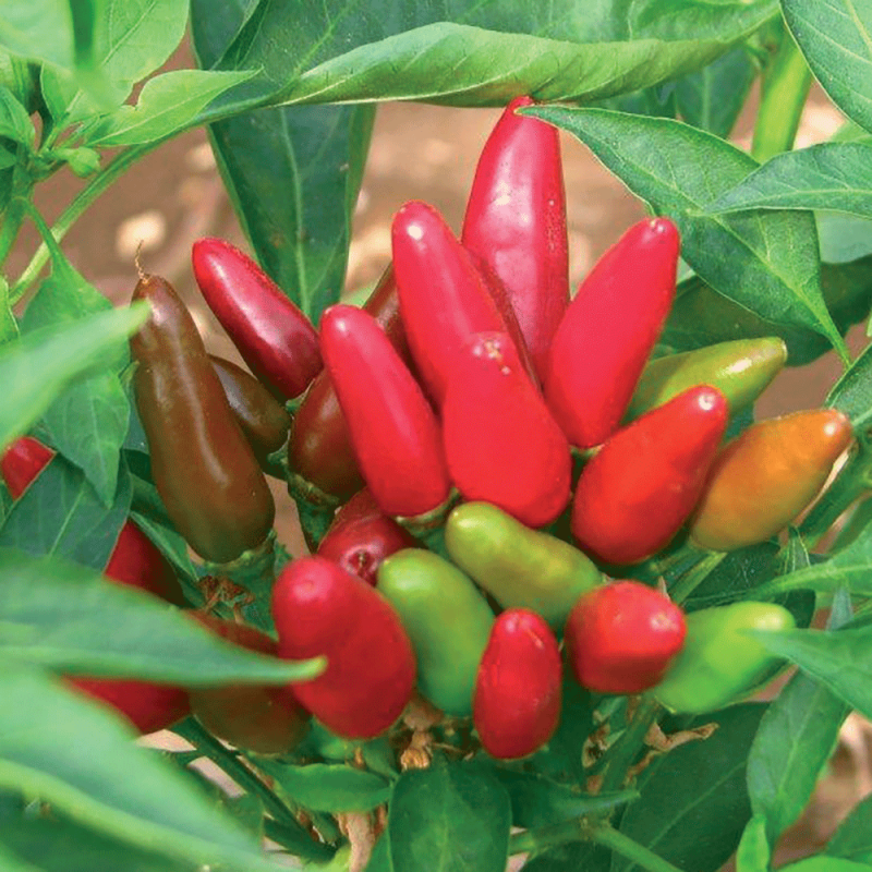 Peperoncino Piccante Gorria Calabrese