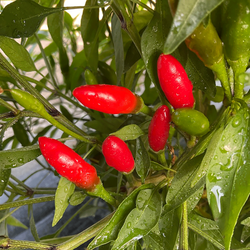 Peperoncino Piccante Diavolicchio Calabrese