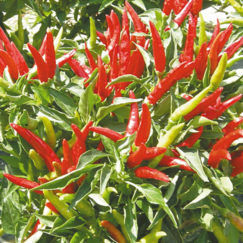 Peperoncino Piccante Cayambe