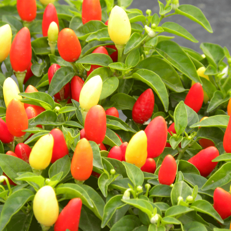 Peperoncino Piccante Fuoco Della Prateria