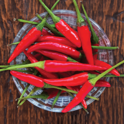 Peperoncino Piccante Tabasco