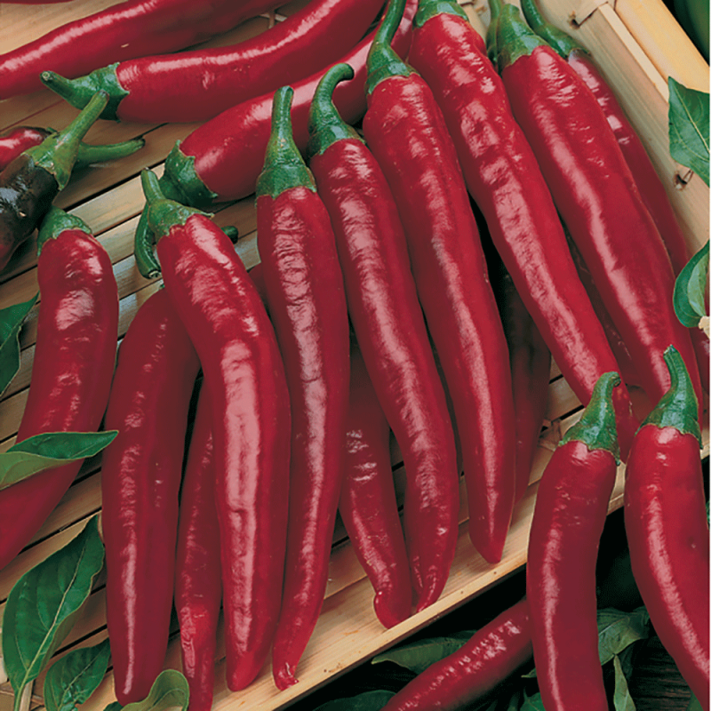 Peperoncino Piccante Devil Red