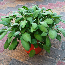 Salvia Foglialarga