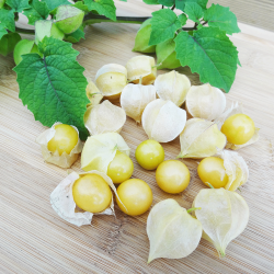 Fragola Physalis Pruinosa Preciosa