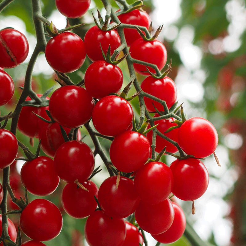 Pomodoro Crokini