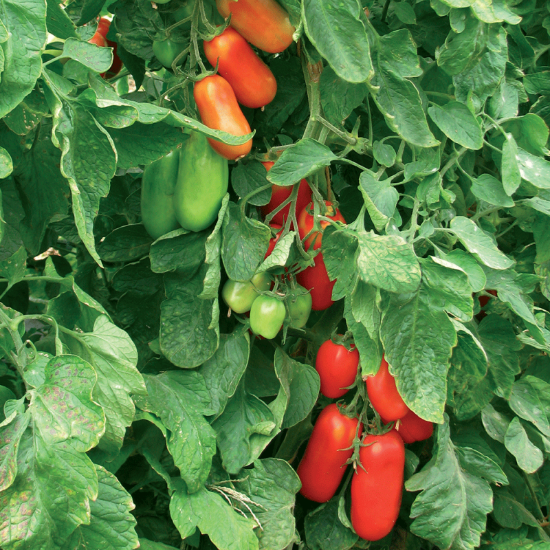 Pomodoro Pomodoro Innestato San Marzano