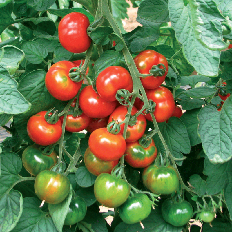 Pomodoro Pomodoro Innestato Tipo Sardo Camone