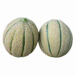 Melone Retato