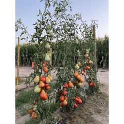 Pomodoro Cuor Di Bue Punente