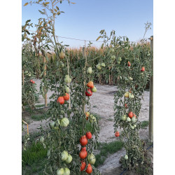 Pomodoro Cuor Di Bue Punente