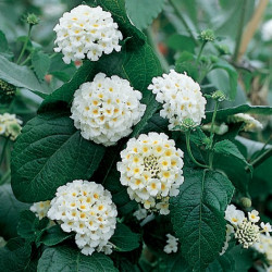 Lantana Camara