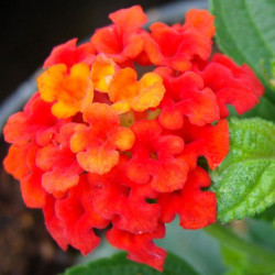 Lantana Camara