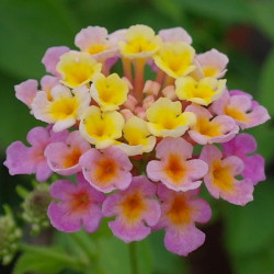 Lantana Camara