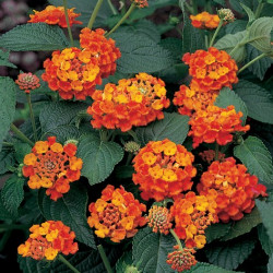 Lantana Camara