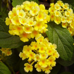 Lantana Camara