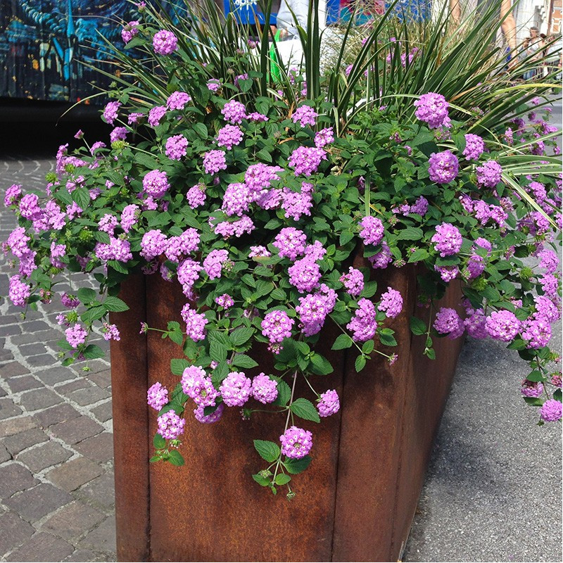 Lantana Sellowiana