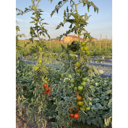 Pomodoro Pomodoro Innestato Tipo Sardo Camone