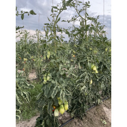 Pomodoro Scatolone San Marzano