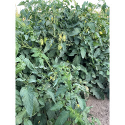 Pomodoro Tipo San Marzano Resistente Peronospora