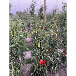 Pomodoro Red Magic Tipo San Marzano