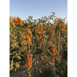 Pomodoro Ciliegino Golden Pearl