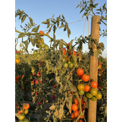 Pomodoro Ciliegino Apresa