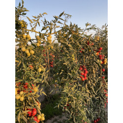 Pomodoro Tipo Pachino