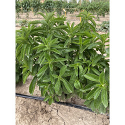 Stevia Rebaudiana