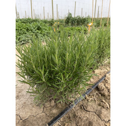 Aromatiche Rosmarino Officinalis