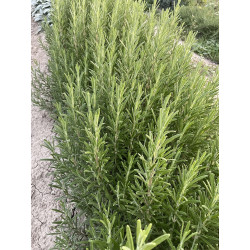 Aromatiche Rosmarino Officinalis