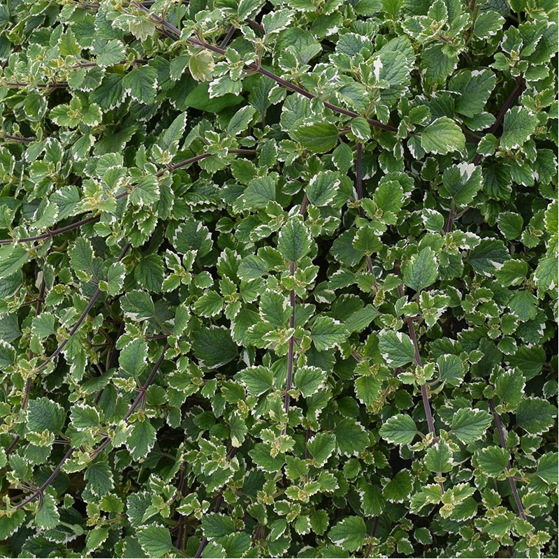 Plectranthus