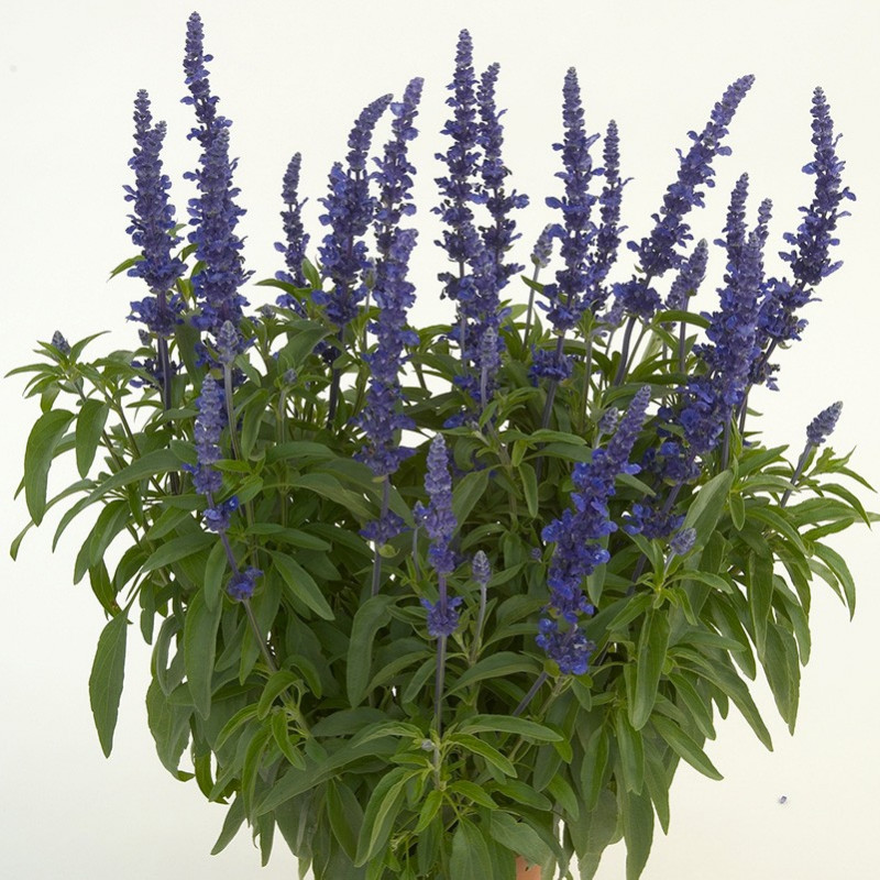 Salvia Sallyfun