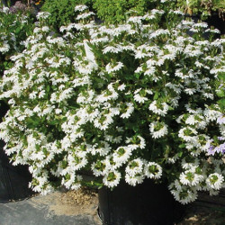 Scaevola