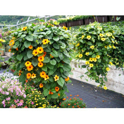 Thunbergia Sunny Susy