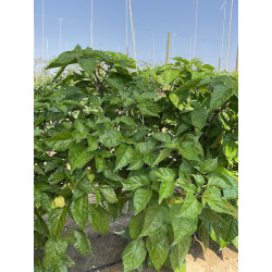 Peperoncino Piccante Carolina Reaper