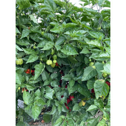 Peperoncino Piccante Carolina Reaper