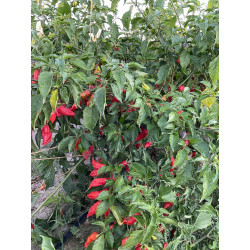 Peperoncino Piccante Buth Jolokia