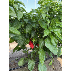 Peperoncino Piccante Trinidad Skorpion