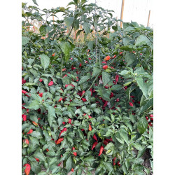 Peperoncino Piccante Naga Moric