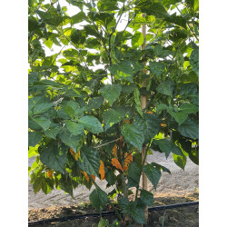 Peperoncino Piccante Fatalii Yellow