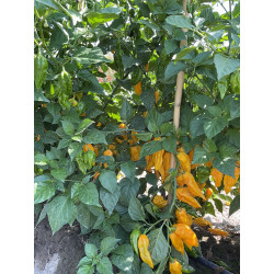 Peperoncino Piccante Fatalii Yellow