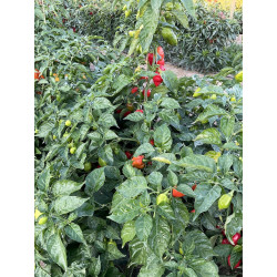 Peperoncino Piccante Habanero Red