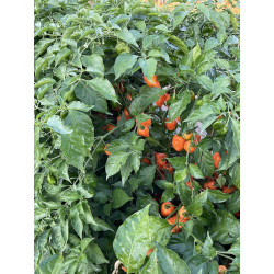 Peperoncino Piccante Habanero Orange